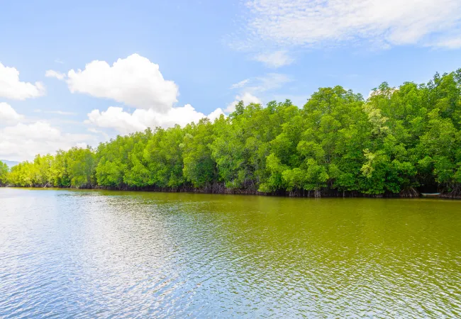 Bhitarkanika Mangroves, Odisha